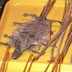 Lézard au marché de Donghuamen