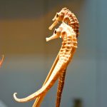 Hippocampes à Pékin (marché de Donghuamen)