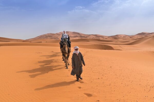 Dromadaire dans le désert au Maroc