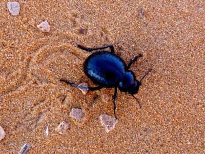 scarabée dunes merzouga
