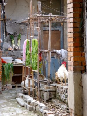 Plein centre de Pékin dans les hutong