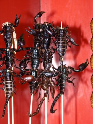 Scorpions au marché de Donghuamen à Pékin