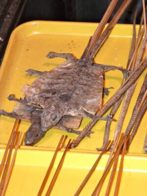 Lézard au marché de Donghuamen