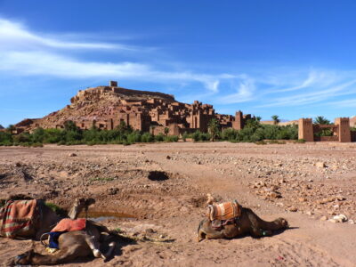 Chameaux à Aït Ben Haddou