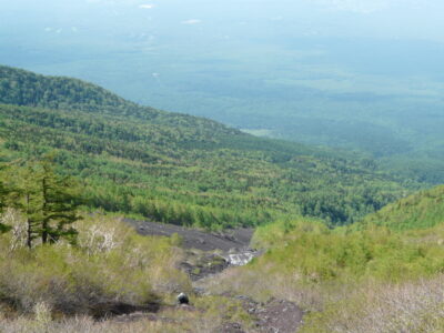 Arbres sur le Mont Fuji