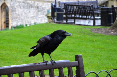 Corbeau à la Tour de Londres