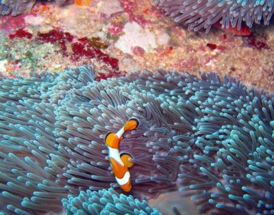 poisson snorkeling koh similan