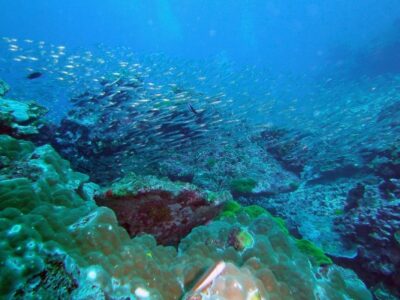 snorkeling iles similan thailande