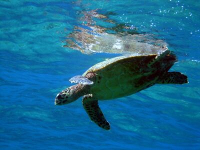 tortue koh similan snorkeling