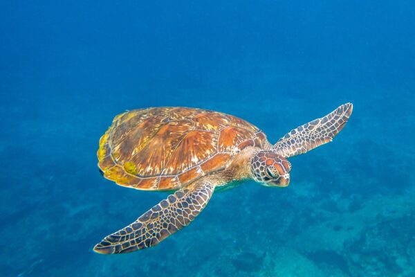 Tortue au large des îles Similan en Thaïlande