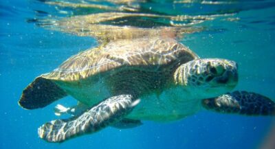 tortue iles similan thailande