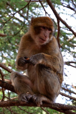 magot azrou maroc macaque