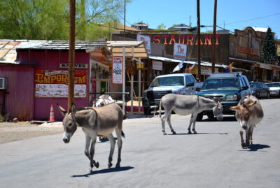 âne oatman