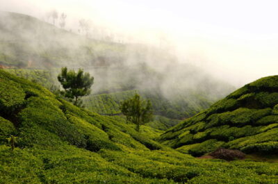 top station munnar