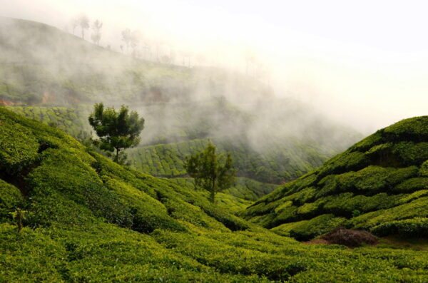 top station munnar