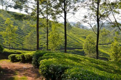 balade plantation thé munnar