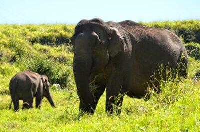 éléphant munnar