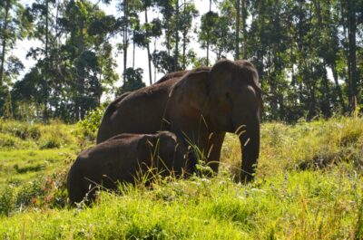 éléphant munnar inde