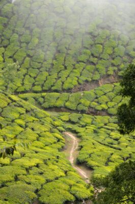 nuage thé top station munnar