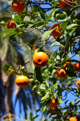 orange sicile