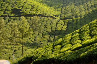 plantation thé munnar