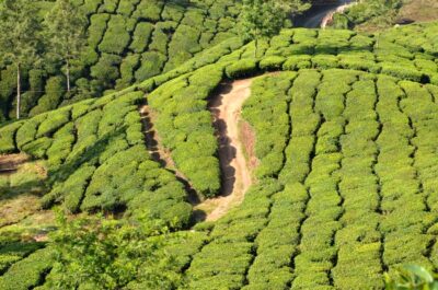 plantation thé munnar