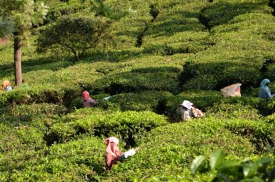 récolte thé munnar