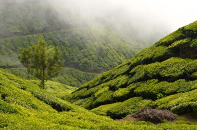 top station théier munnar