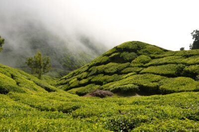 top station munnar