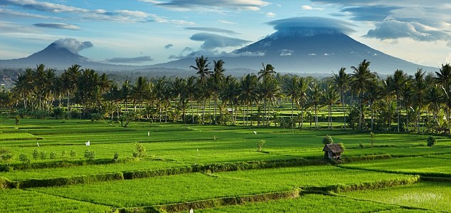 Rizière à Bali