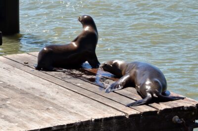 Lions de mer à Fisherman's Wharf - Pier 39