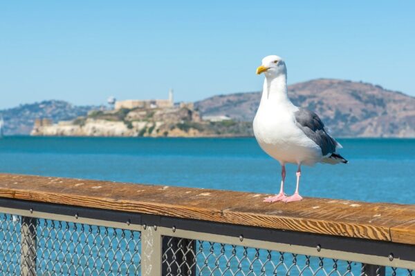 Réservations à faire pour San Francisco