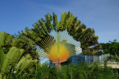 Arbre à Singapour