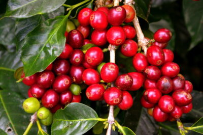 Red cherries, café de Kintamani