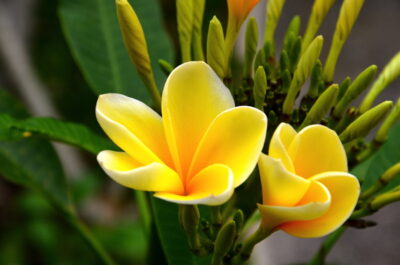 Fleurs de frangipanier à Bali