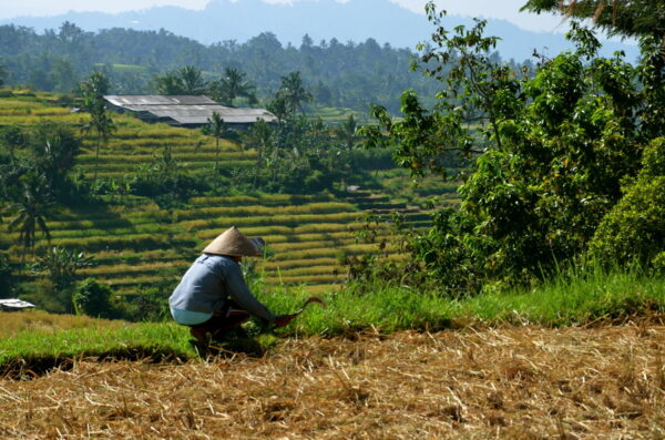Homme dans les rizières de Jatiluwih à Bali