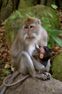 Singes dans la Monkey Forest d'Ubud à Bali