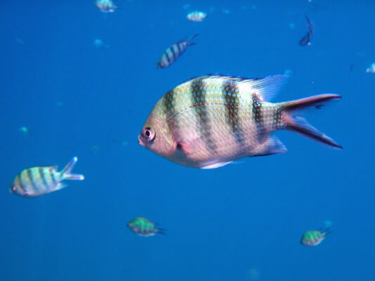 Snorkeling aux îles Perhentian