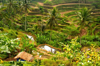 Tegalalang à Bali