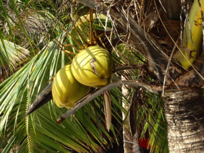 Coconuts - Perhentian Island