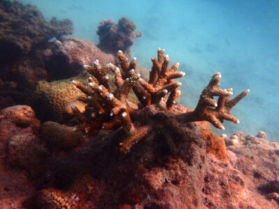 Coraux aux îles Perhentian