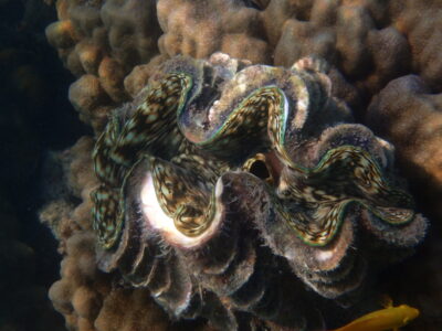 Coraux aux Perhentian Islands