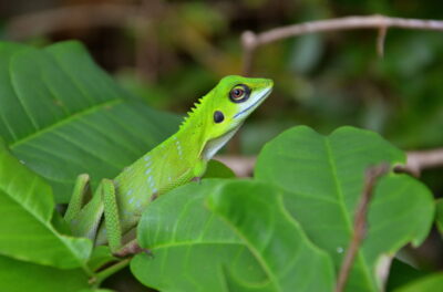 Faune aux îles Perhentian