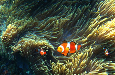 Nemo aux îles Perhentian