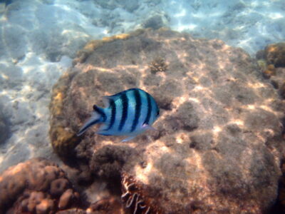 Poisson aux îles Perhentian