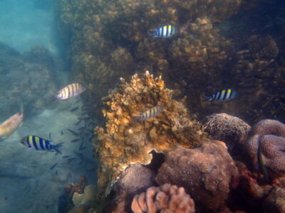 Snorkeling aux îles Perhentian