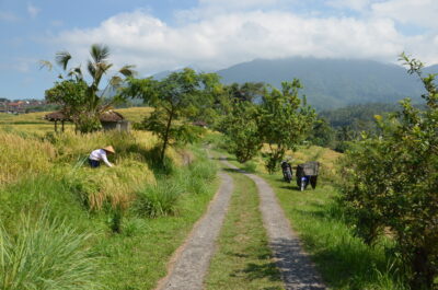 Balade à Jatiluwih