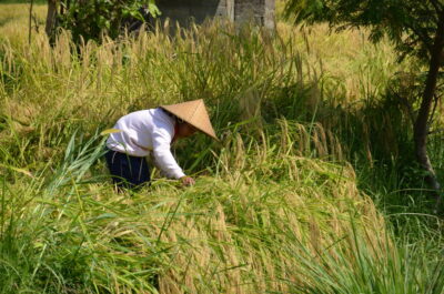 Fermier dans les rizières de Jatiluwih