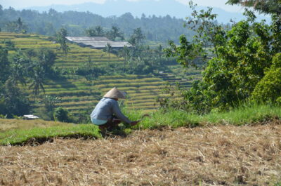 Men at work, Jatiluwih