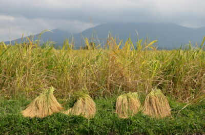 Récolte du riz à Bali